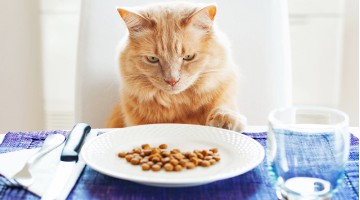 Читаем состав сухого корма для кошек правильно