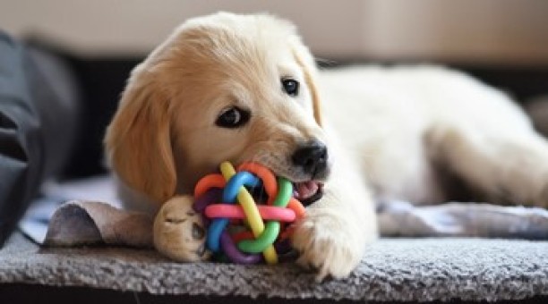 Особенности и виды игрушек для собак