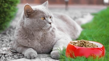 Как правильно подобрать корм для кошек