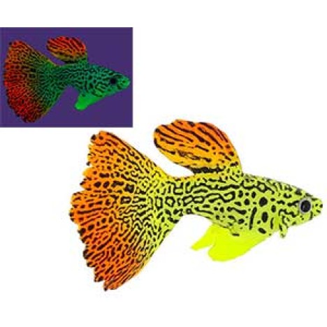 Декорация GLOXY Рыба гуппи на леске флуоресцент. 8*2,5*4,5ММ GL-268322
