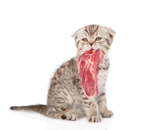Кот и мясо