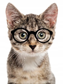 Кот и очки